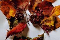 IMG-20201103-WA0028