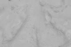 1_MicrosoftTeams-image-5